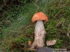 křemenáč březový (Houby), Leccinum versipelle (Fungi)